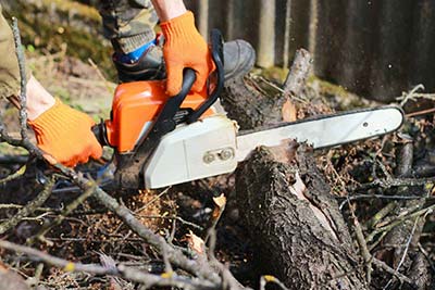 All Type of Tree Services